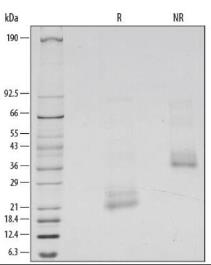 SDS-PAGE (BMP4-24H).jpg